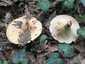 Begöngyöltszélű tejelőgomba (Lactarius zonarius), Pilis. Sűrű, kissé lefutó, fiatalon fehéres, majd krémszínű lemezek